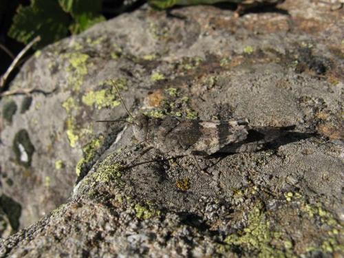 Réf. 47 900 : Oedipoda germanica germanica