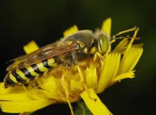 Réf. 47 467 : Bembix rostrata