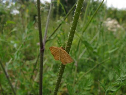 Idaea ochrata