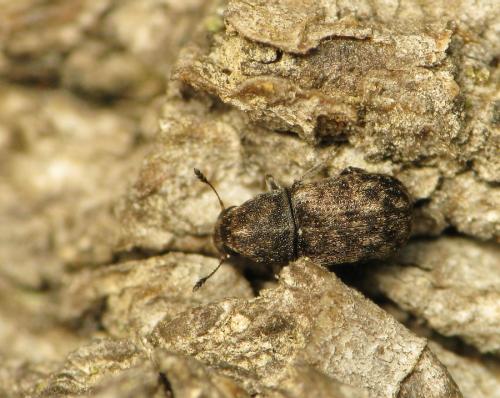 Opanthribus tessellatus