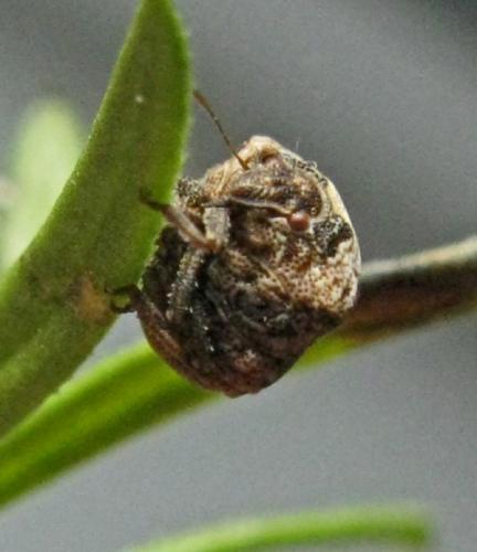 Vilpianus galii