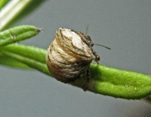 Vilpianus galii