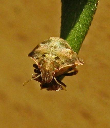 Vilpianus galii