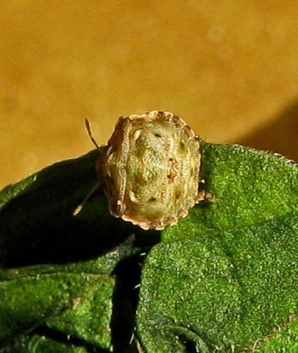 Vilpianus galii