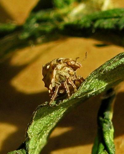 Vilpianus galii