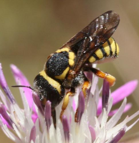 Réf. 47 232 : Pseudoanthidium scapulare