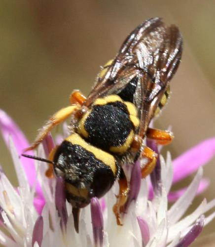 Réf. 47 233 : Pseudoanthidium scapulare