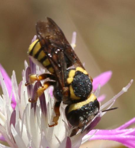 Pseudoanthidium scapulare