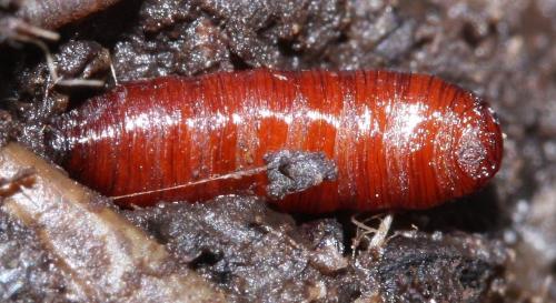 Physiphora alceae