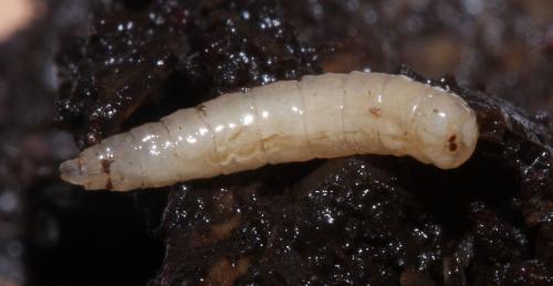 Réf. 47 770 : Physiphora alceae
