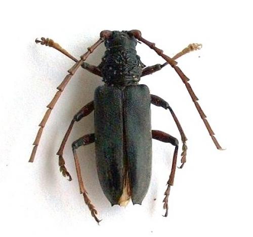 Neoplocaederus ruficornis