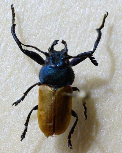 Réf. 47 731 : Labidostomis taxicornis