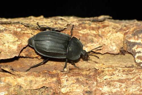 Réf. 47 881 : Silpha tristis