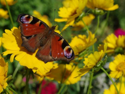 Réf. 47 545 : Aglais io
