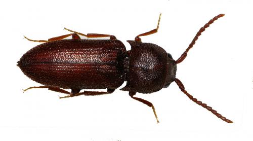 Farsus dubius