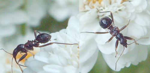 Himacerus mirmicoides
