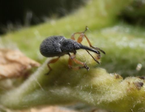 Rhopalapion longirostre