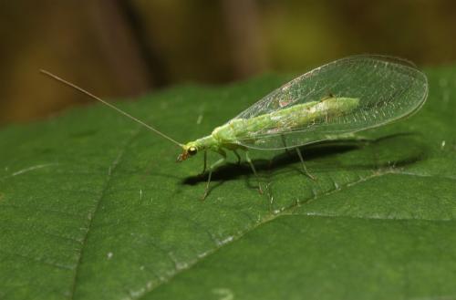 Réf. 47 284 : Chrysoperla sp.