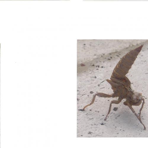 Cordulegaster sp.