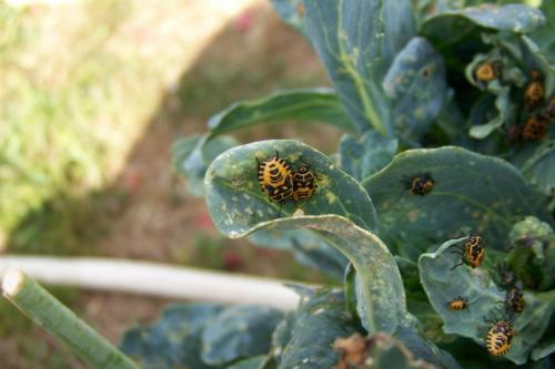 Eurydema ventralis