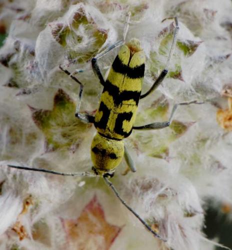 Réf. 47 351 : Chlorophorus varius