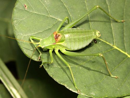 Réf. 47 915 : Isophya pyrenaea