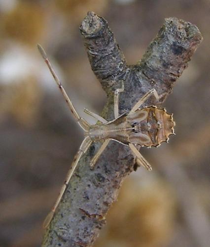 Centrocoris sp.