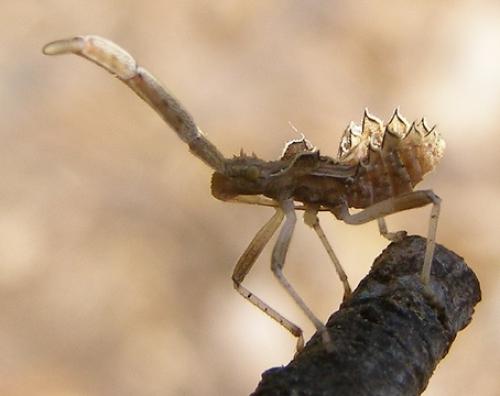 Réf. 47 668 : Centrocoris sp.