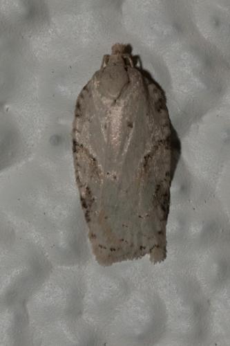 Acleris logiana