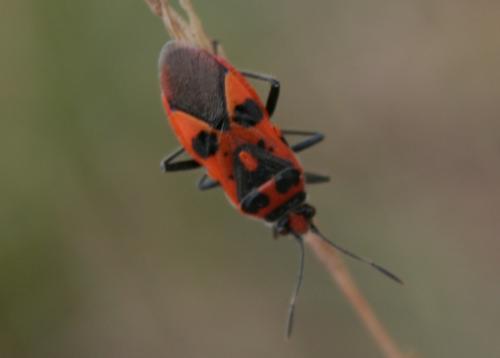 Corizus hyoscyami hyoscyami