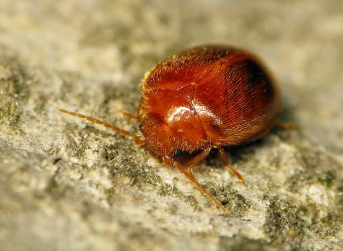 Prionocyphon serricornis