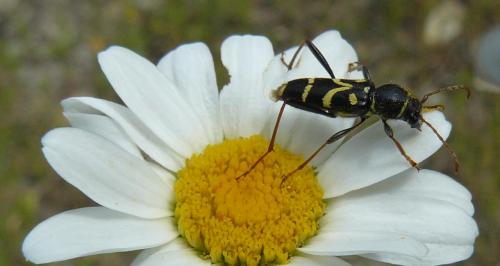 Réf. 47 646 : Clytus rhamni
