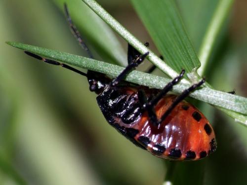 Rhacognathus punctatus
