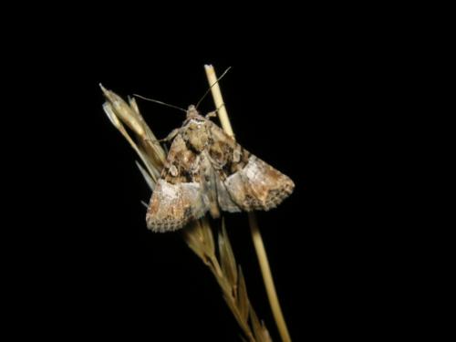 Mesoligia sp.