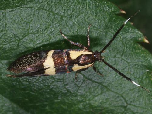 Dasycera oliviella