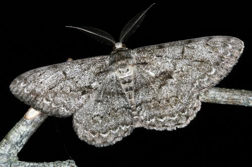 Réf. 47 000 : Hypomecis roboraria