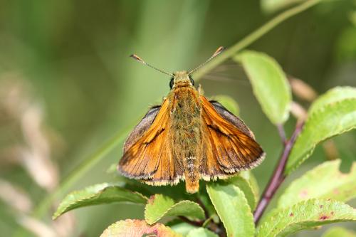Ochlodes sylvanus