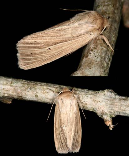 Réf. 47 010 : Mythimna impura
