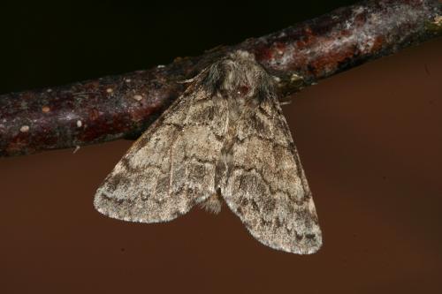 Gluphisia crenata