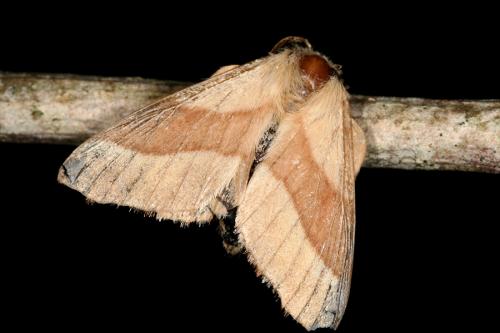 Malacosoma neustria