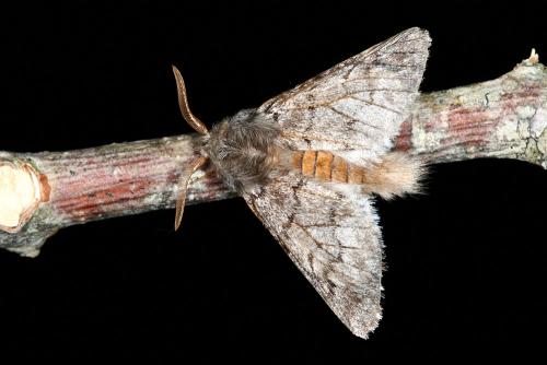 Thaumetopoea pityocampa