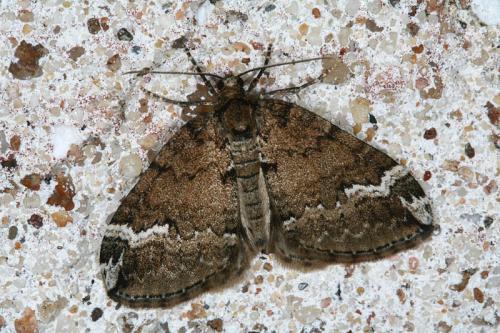 Perizoma lugdunaria