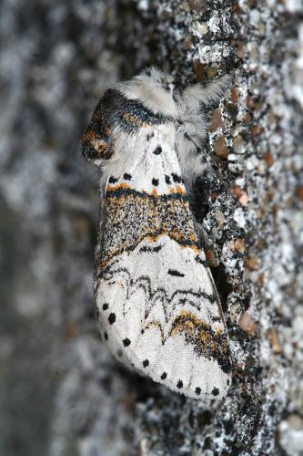 Furcula furcula