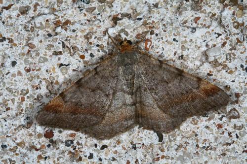 Réf. 47 128 : Macaria liturata