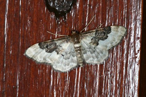 Réf. 47 129 : Idaea rusticata