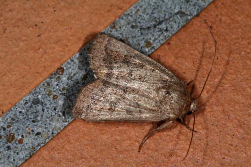Réf. 47 179 : Hoplodrina octogenaria