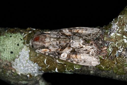 Lacanobia contigua