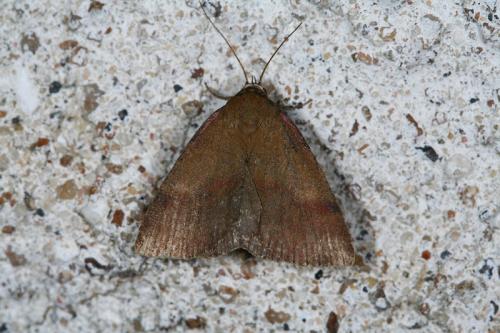 Phytometra viridaria