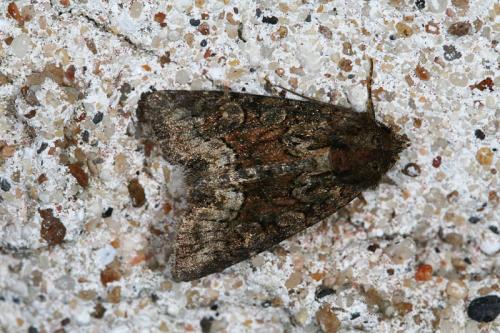 Réf. 47 300 : Oligia sp.