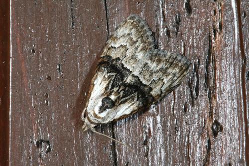 Réf. 47 302 : Meganola togatulalis